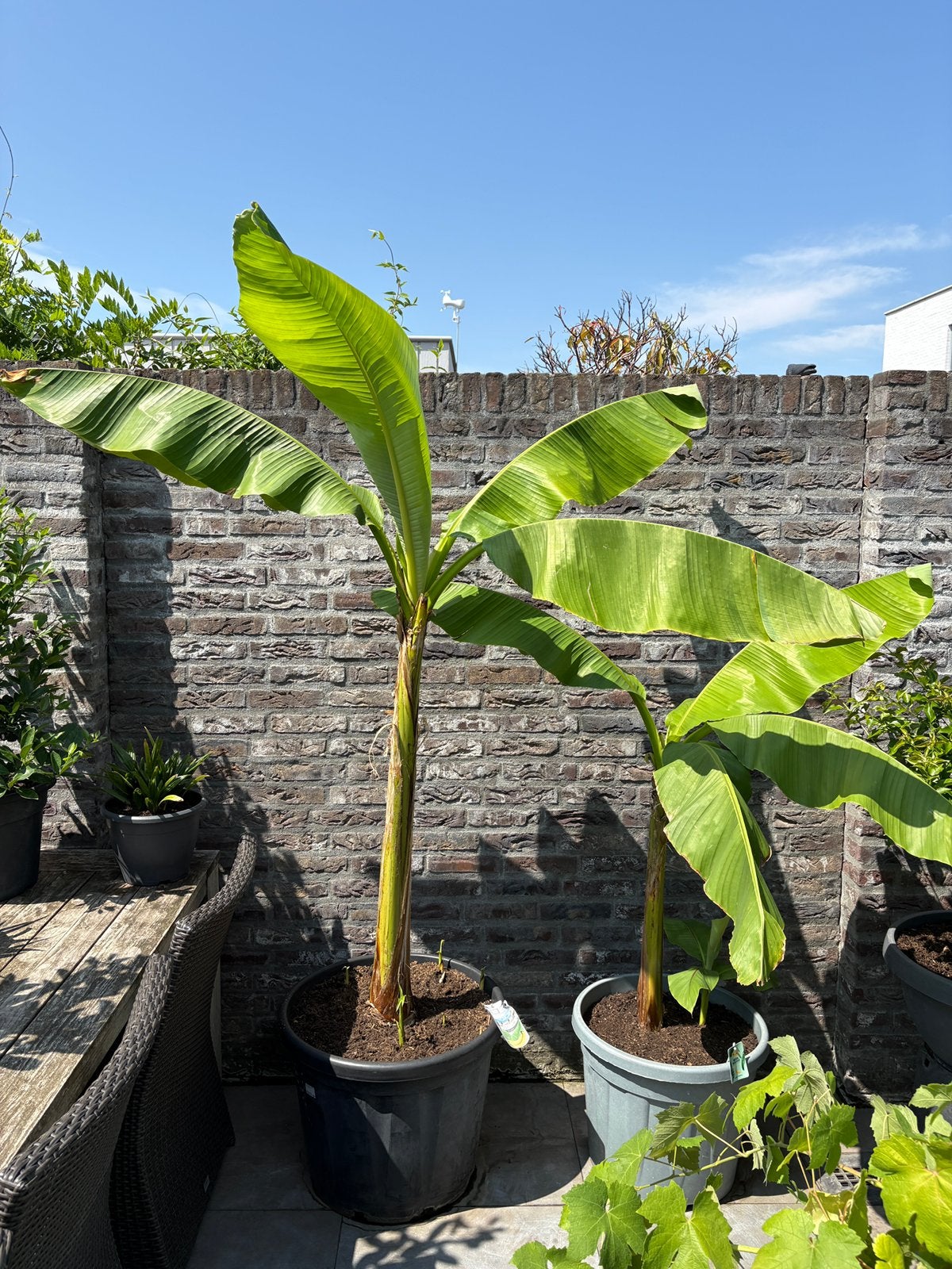 Super mooie grote musa basjoo bananenboom in een ruime pot!!, Tuin en Terras, Ophalen, Overige soorten, In pot, Halfschaduw