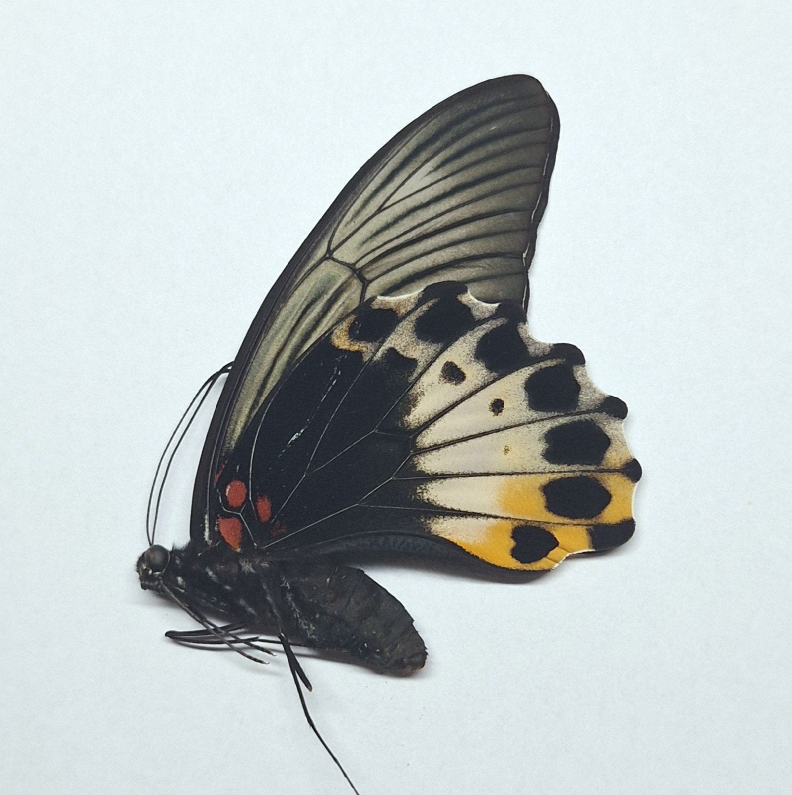papilio memnon ongeprepareerde vlinders, Ophalen of Verzenden, Nieuw, Insect, Opgezet dier