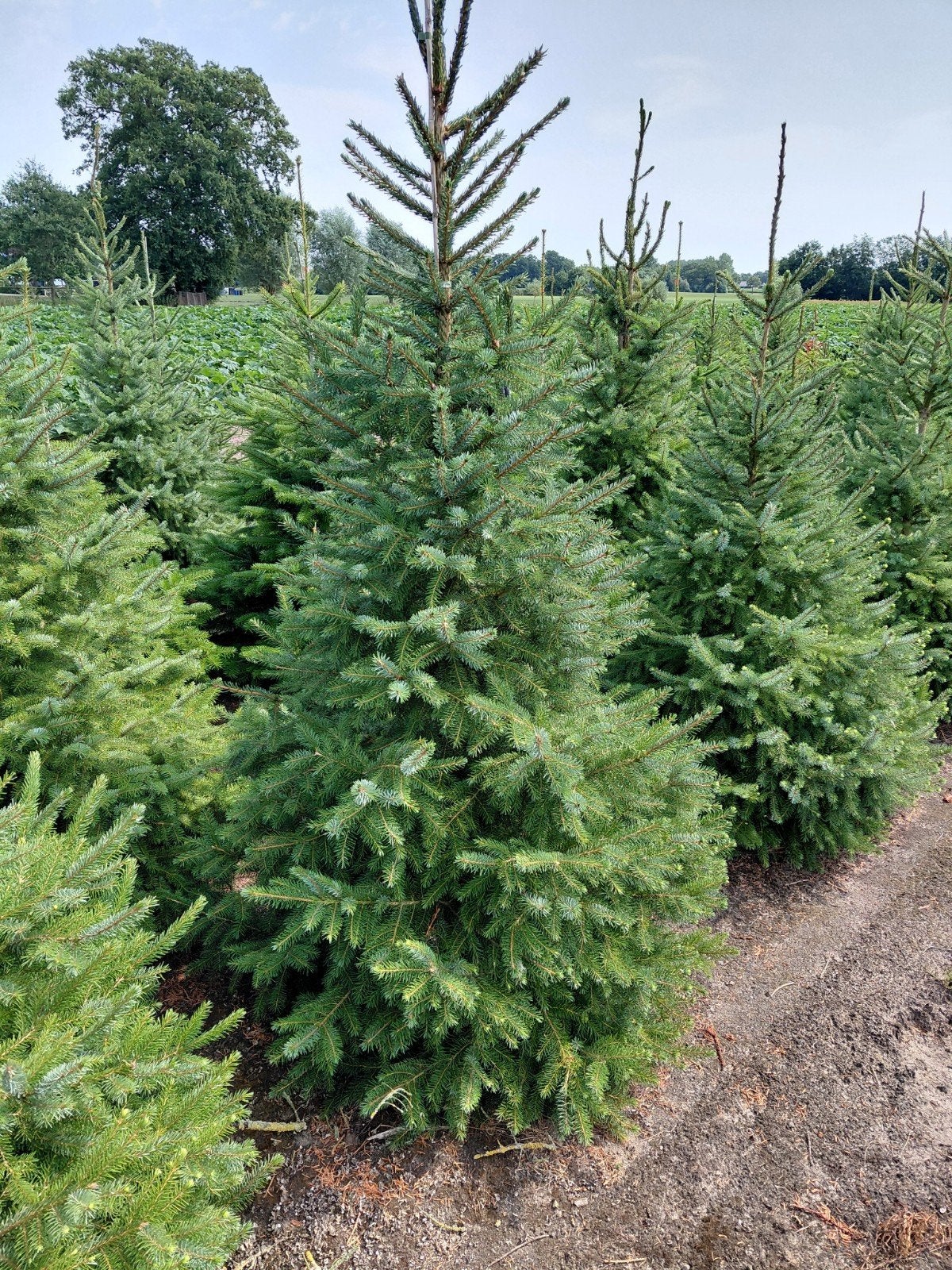 Kerstbomen Picea Omorika., Ophalen, Volle zon, Overige soorten