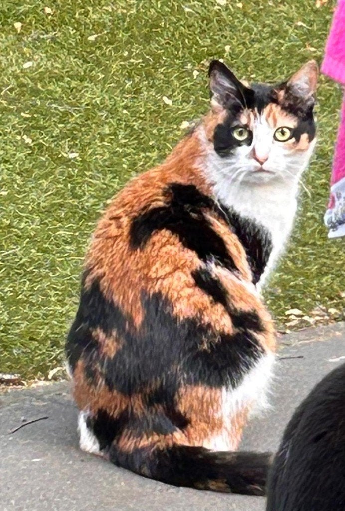 huisje gezocht voor poes Lapje, Poes, Ingeënt, 3 tot 5 jaar