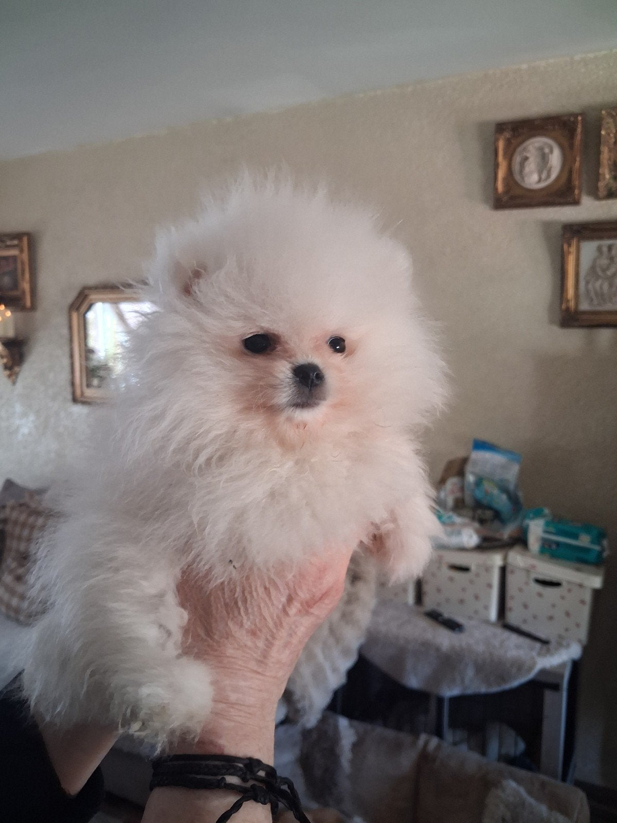 Prachtig witte Pomeriaan Pup Reutje, Keeshond, Reu, 8 tot 15 weken, Eén hond