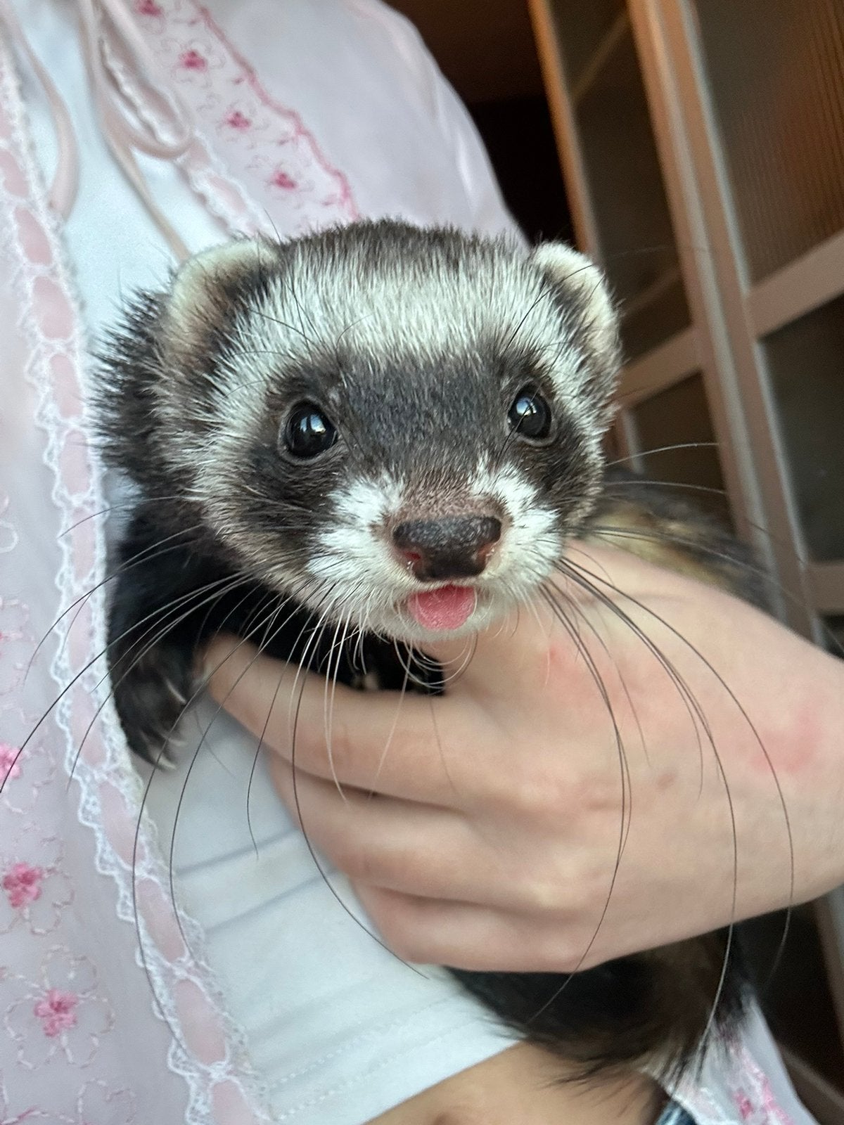 Lief maar bang frettenmeisje, Dieren en Toebehoren, Overige Dieren, Juni, Vrouwelijk