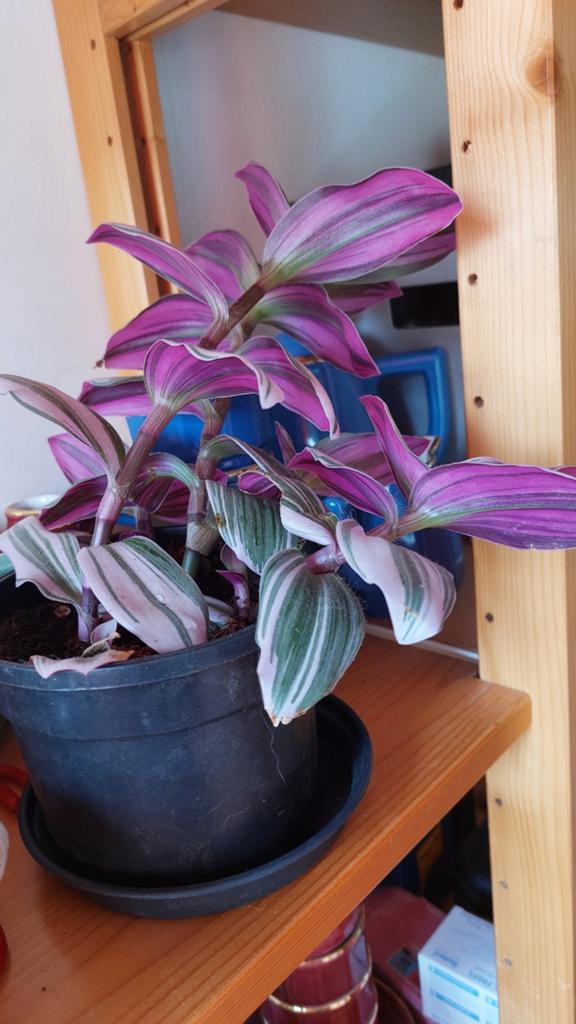 Tradescantia Nanouk, Huis en Inrichting, Kamerplanten, Bloeiende kamerplant, Ophalen, Halfschaduw, Minder dan 100 cm