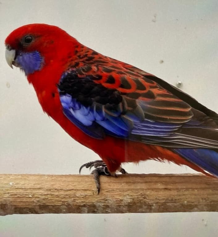 Volwassen man Pennant Rosella, Dieren en Toebehoren, Vogels | Parkieten en Papegaaien, Mannelijk, Parkiet, Geringd