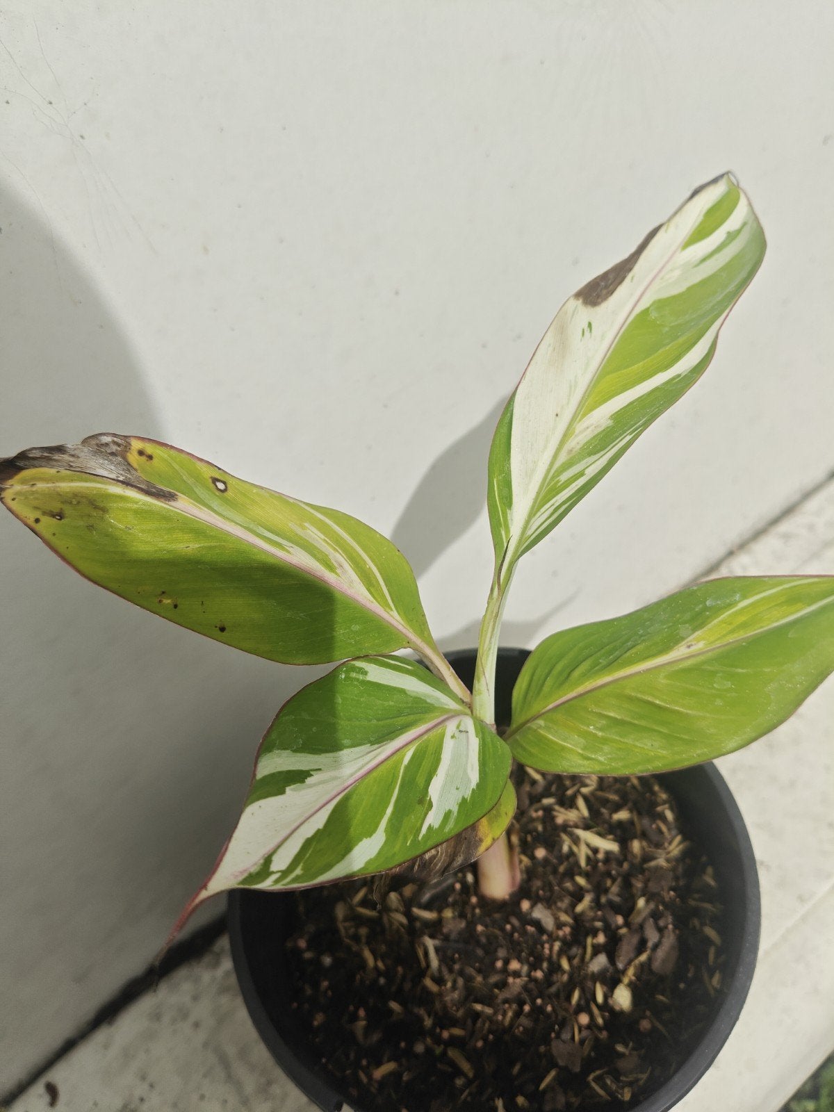 Musa florida, Tuin en Terras, Planten | Tuinplanten, Overige soorten, Volle zon, Vaste plant, Ophalen of Verzenden