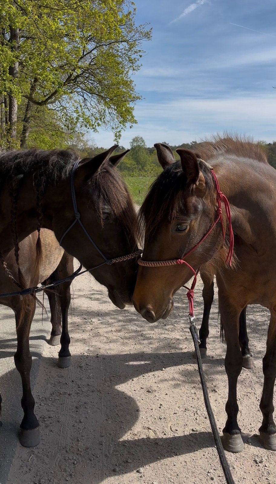 Gezocht verzorgster voor 2 merries in hoogerheide
