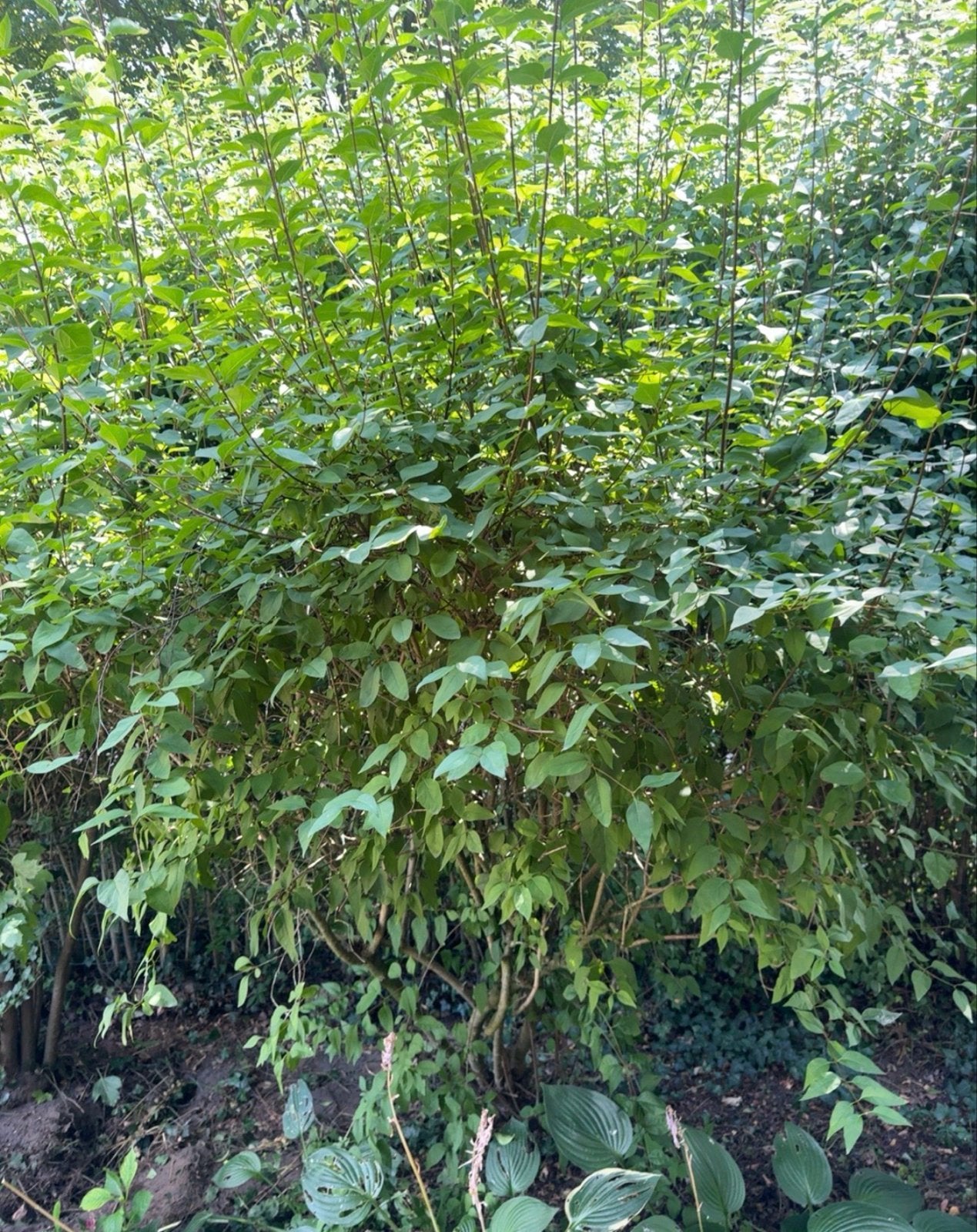 Heesters - Diverse soorten struiken voor uw tuin, Ophalen, Overige soorten, Struik, 100 tot 250 cm