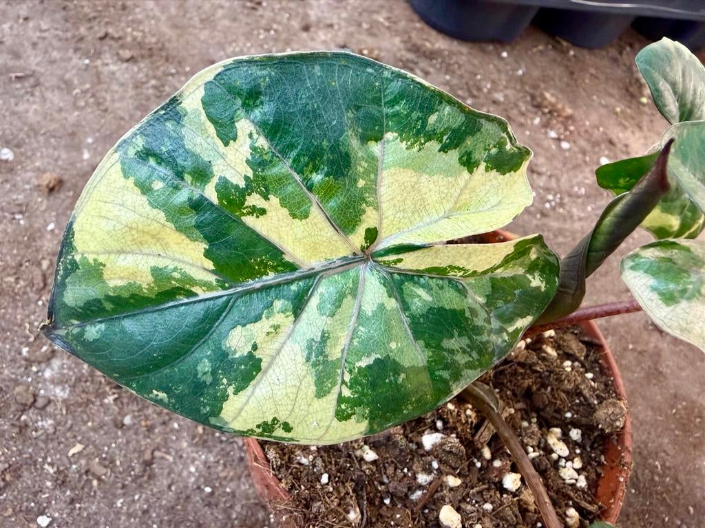Alocasia Yucatan Princess p12, Huis en Inrichting, Kamerplanten, Overige soorten, In pot, Minder dan 100 cm, Groene kamerplant