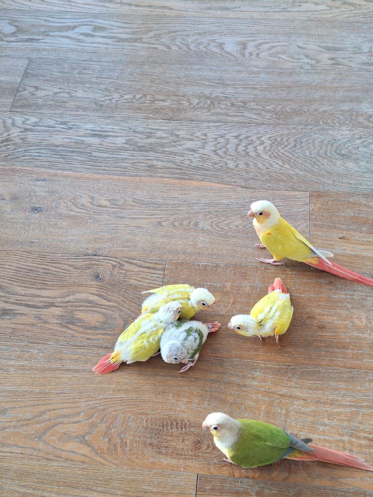 Pyrrhura molinea babi, Meerdere dieren, Parkiet