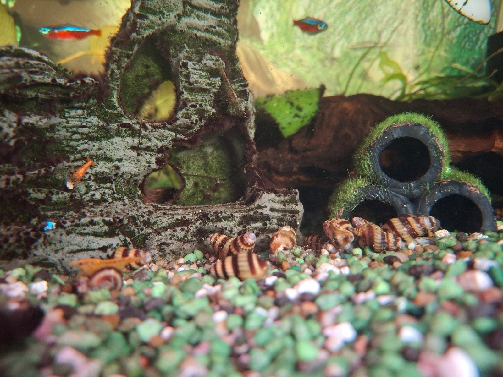 Helena slakken, Dieren en Toebehoren, Vissen | Aquariumvissen, Slak of Weekdier