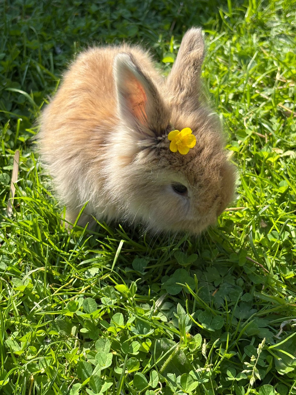 Engels Angora baby konijntje te koop, Dieren en Toebehoren, Konijnen, Geslacht onbekend, Dwerg
