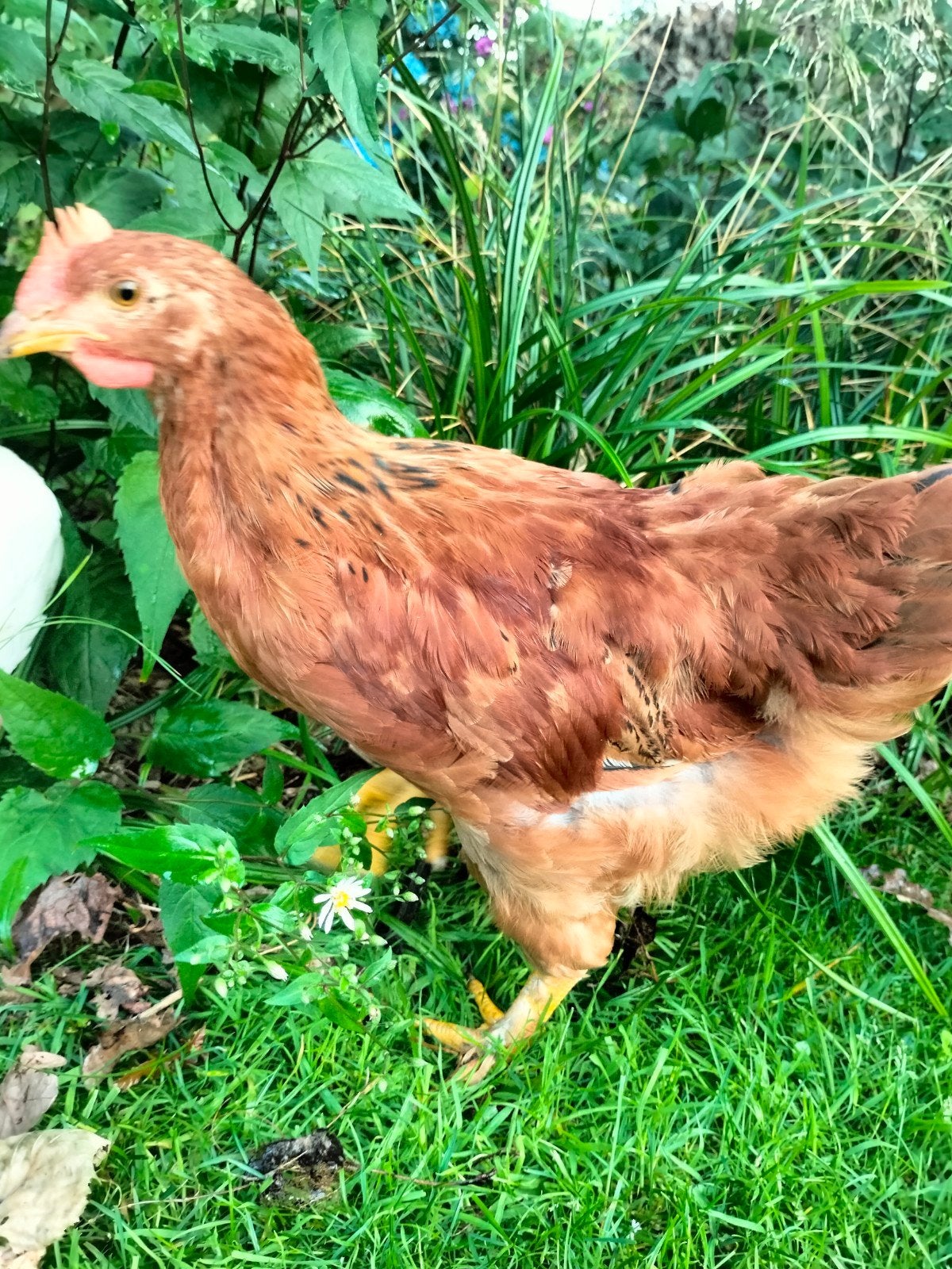3 redelijke tamme jonge bruine brahma hanan, Dieren en Toebehoren, Pluimvee, Mannelijk, Kip