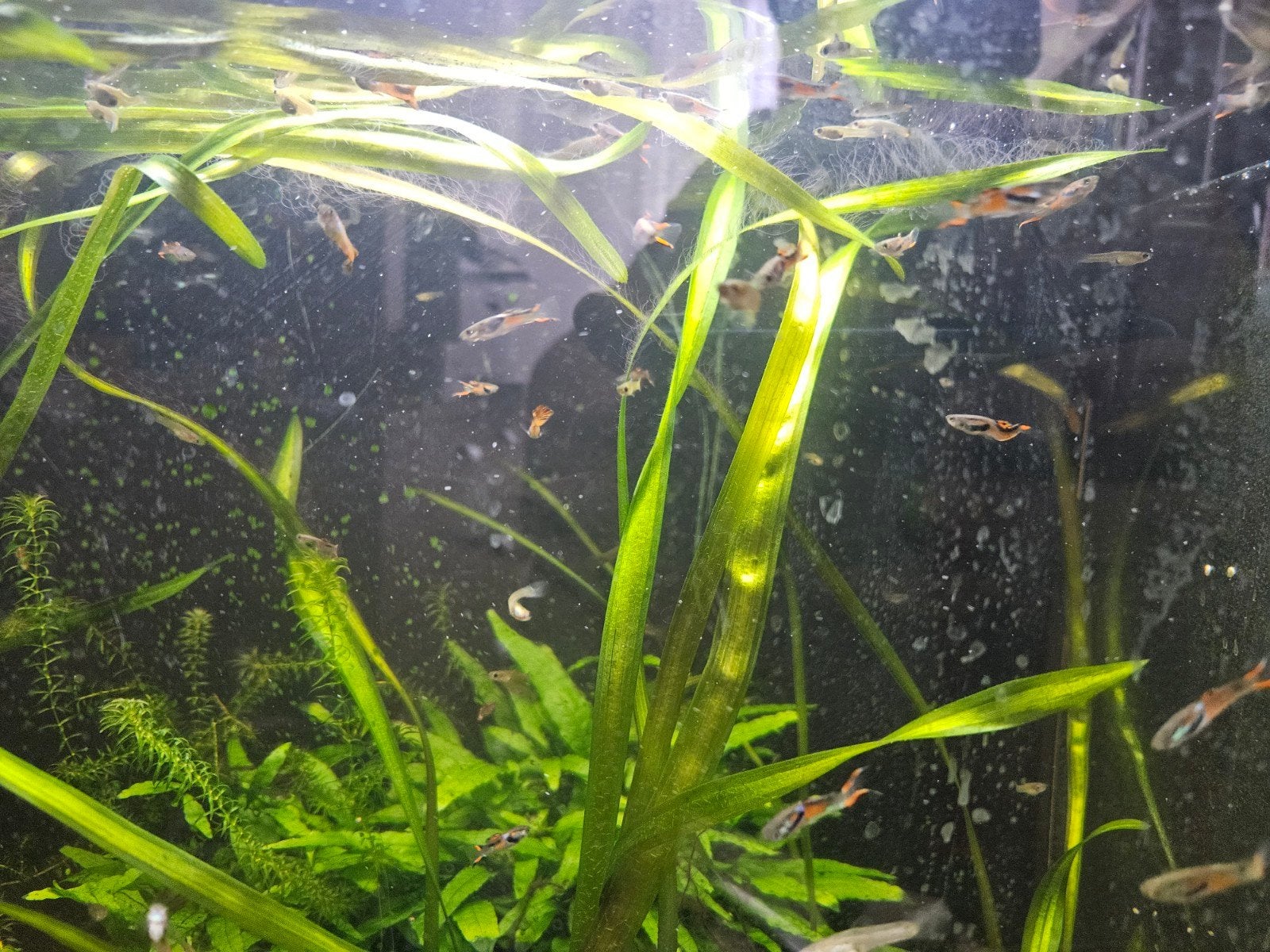 Endled guppy's mix, Dieren en Toebehoren, Vissen | Aquariumvissen