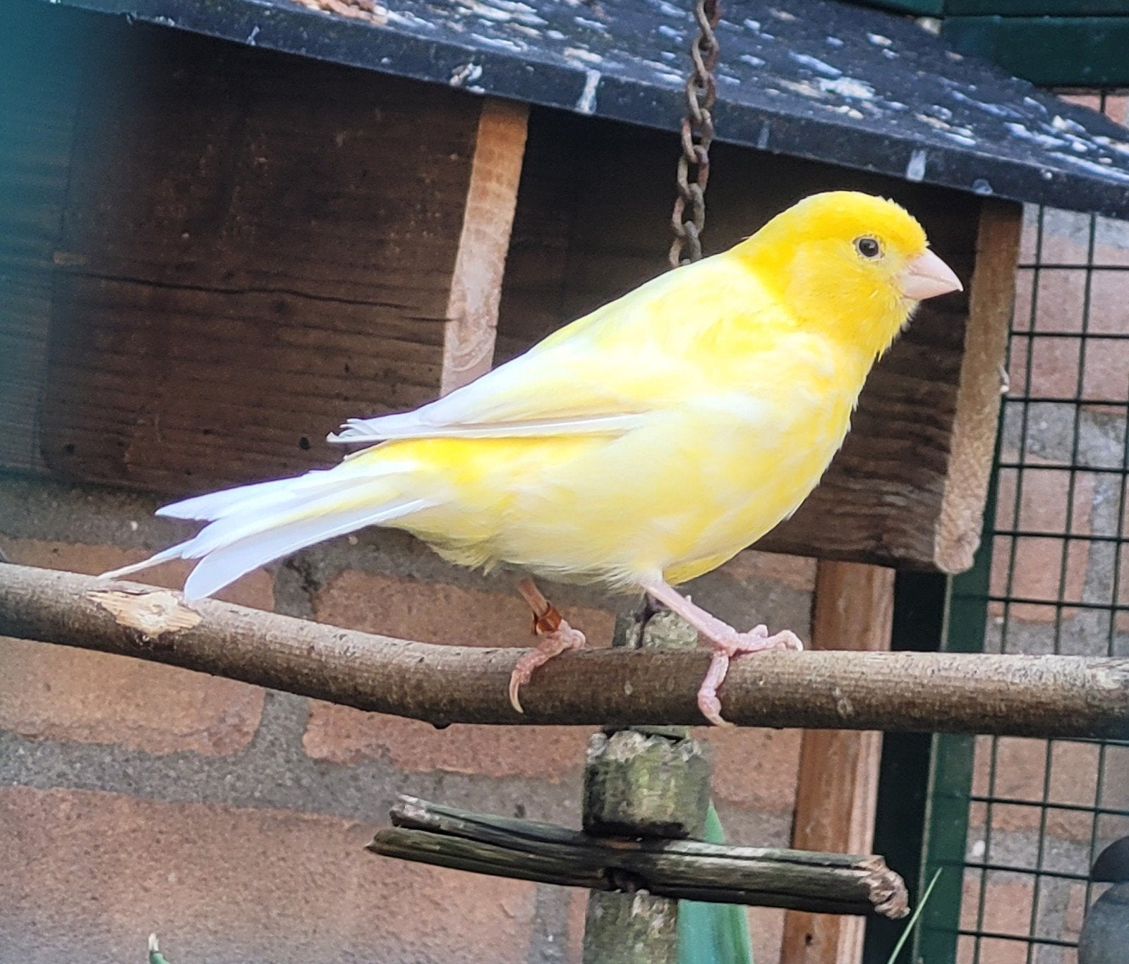 Paartje Gele Kanaries

Zie foto's

Zie ook mijn andere adver, Dieren en Toebehoren, Meerdere dieren, Kleurkanarie