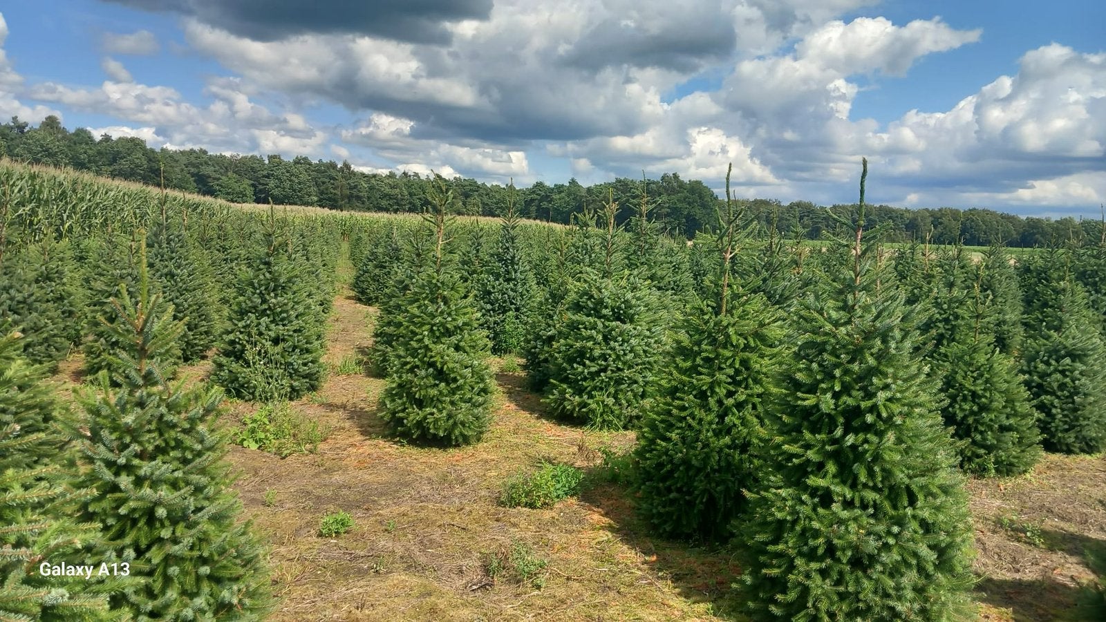 Gezocht partij of veld kerstbomen, Tuin en Terras, Planten | Bomen, Overige soorten, Minder dan 100 cm, Zomer, Ophalen