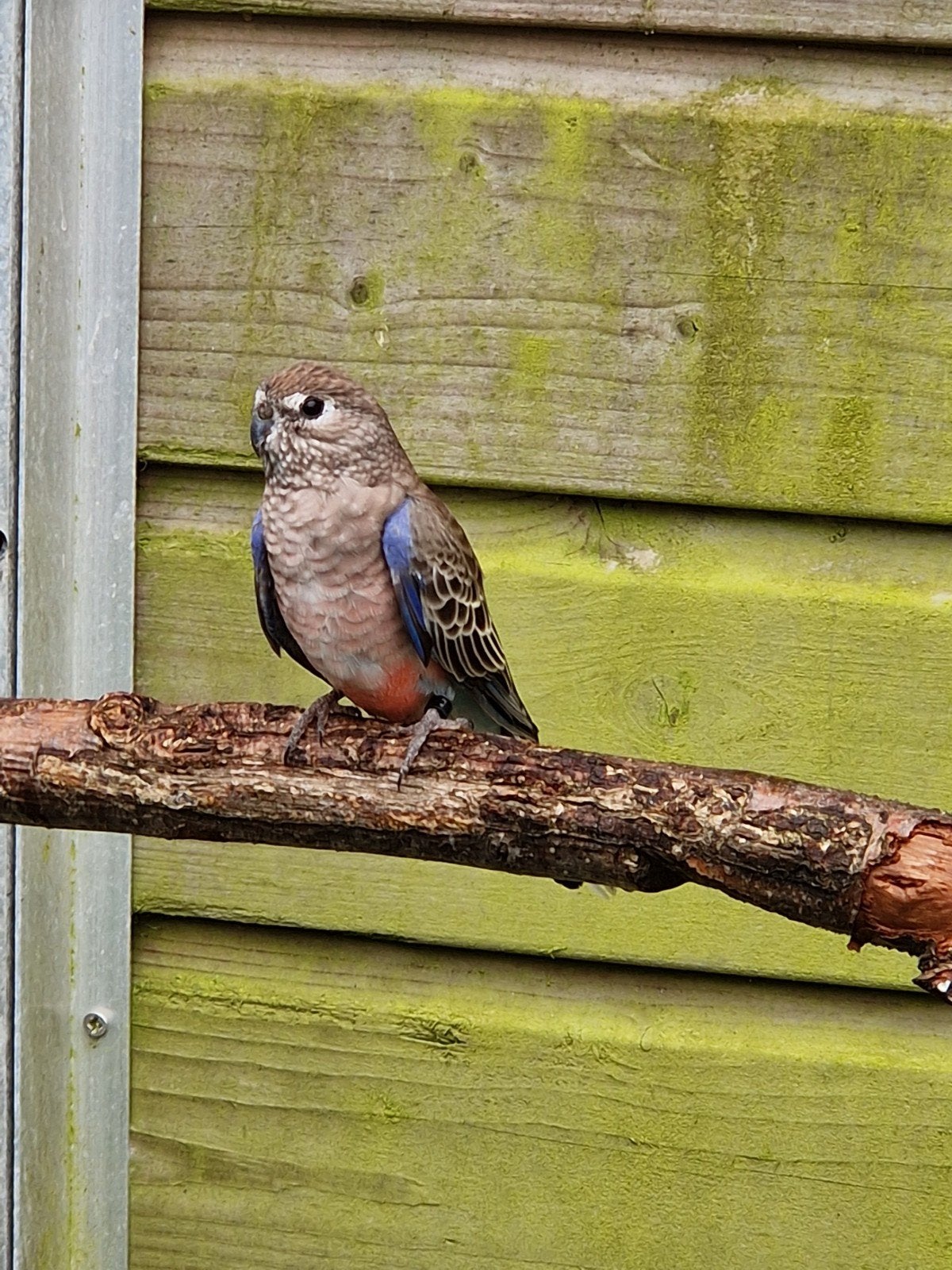 Bourke pop wildkleur 2025 vaste voetring, Dieren en Toebehoren, Vogels | Parkieten en Papegaaien, Vrouwelijk, Parkiet