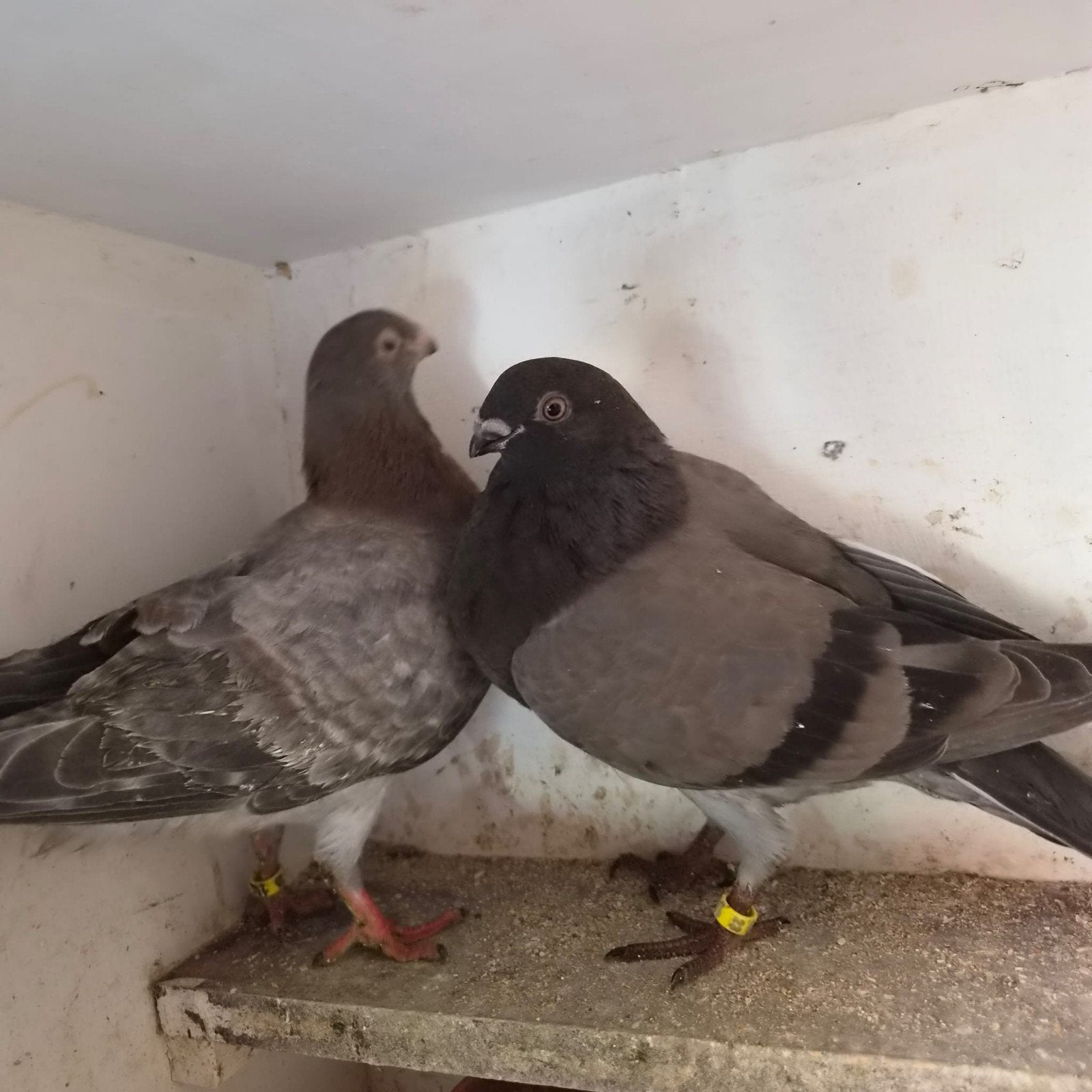 twee jongen Canaria piepers nog niet gevlogen, Geslacht onbekend