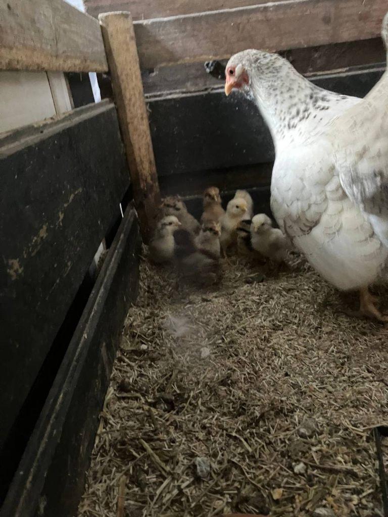 kloek met kuikens, Meerdere dieren, Kip