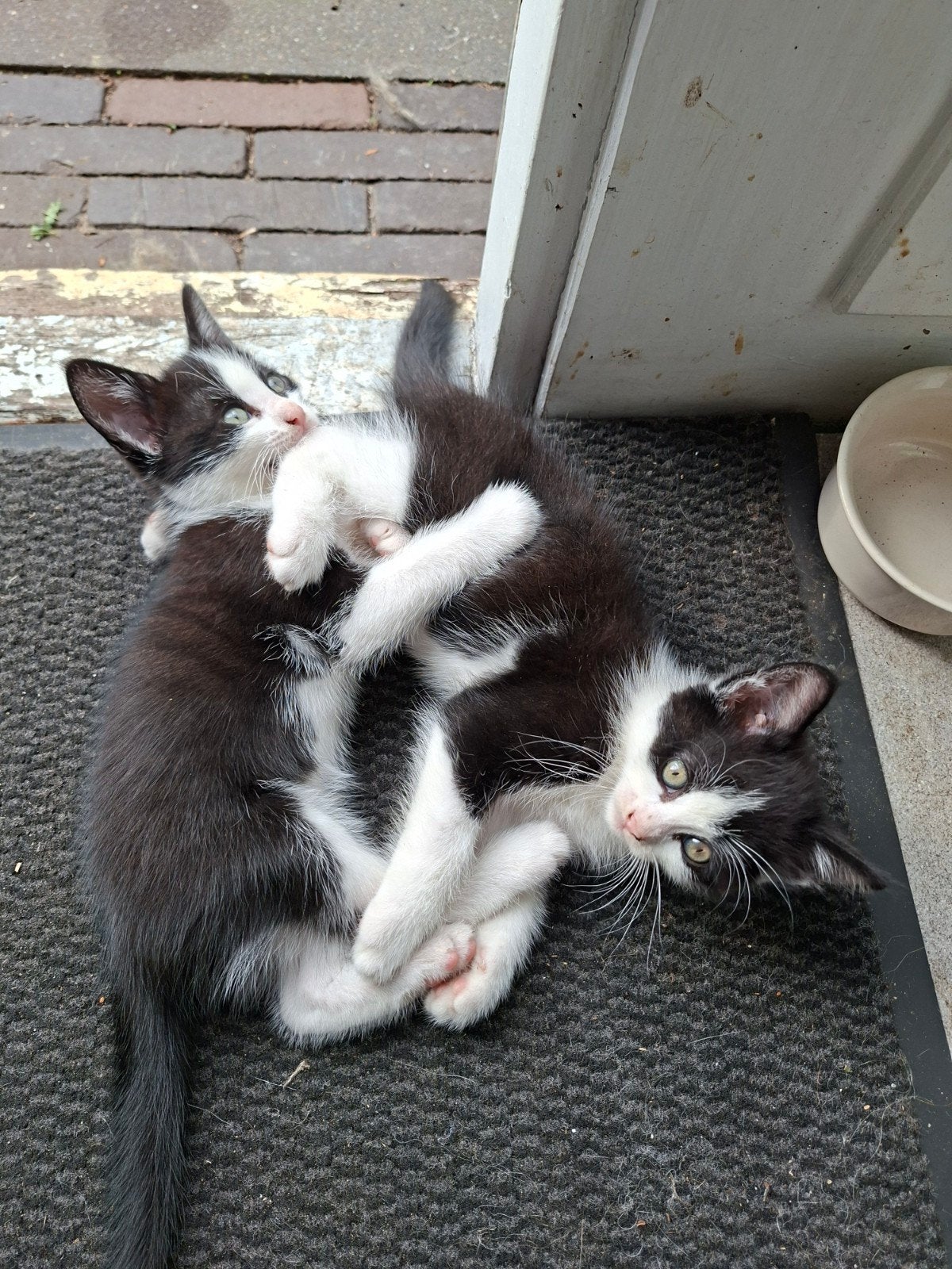 nog 2 broers beschikbaar waarvan 1 halflang haar., Kater