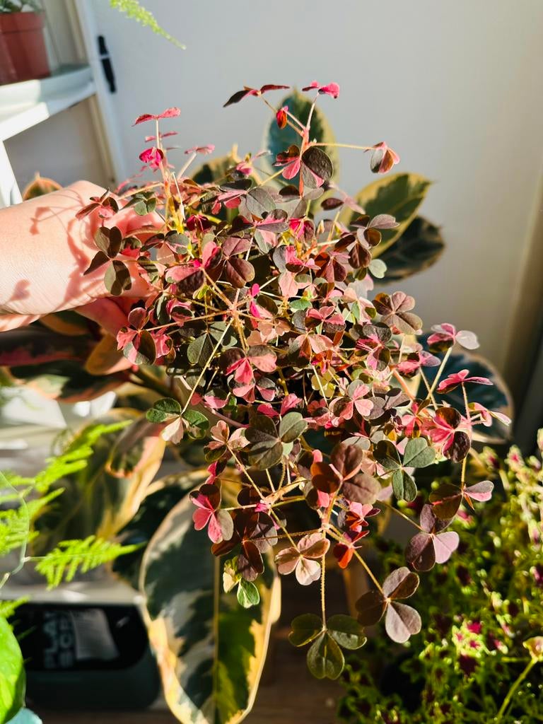 Oxalis crazy plum, Huis en Inrichting, Kamerplanten, Ophalen of Verzenden, Volle zon, Minder dan 100 cm