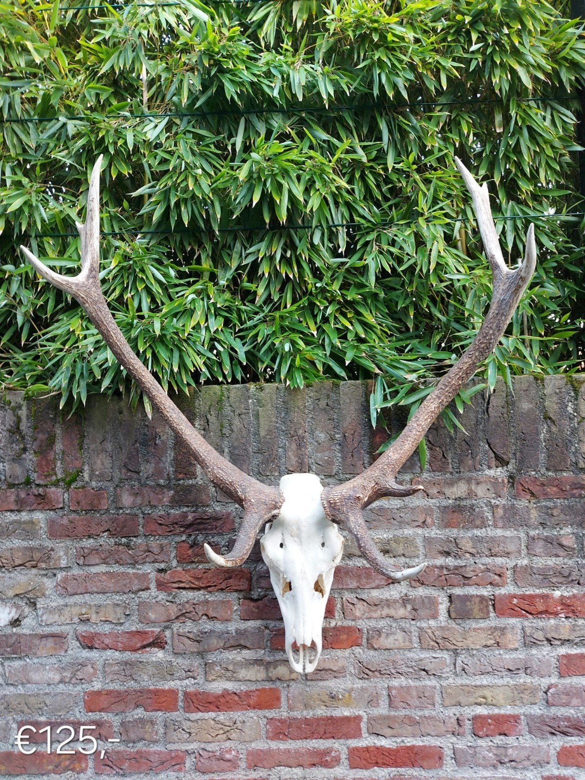 diverse schedel edelhert gewei opgezette hert taxidermy, Ophalen, Hert, Schedel