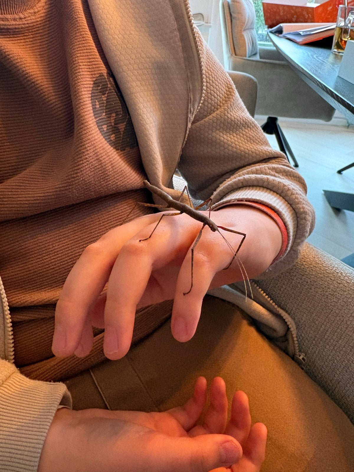 Wandelende takken, Dieren en Toebehoren, Insecten en Spinnen, Wandelende tak