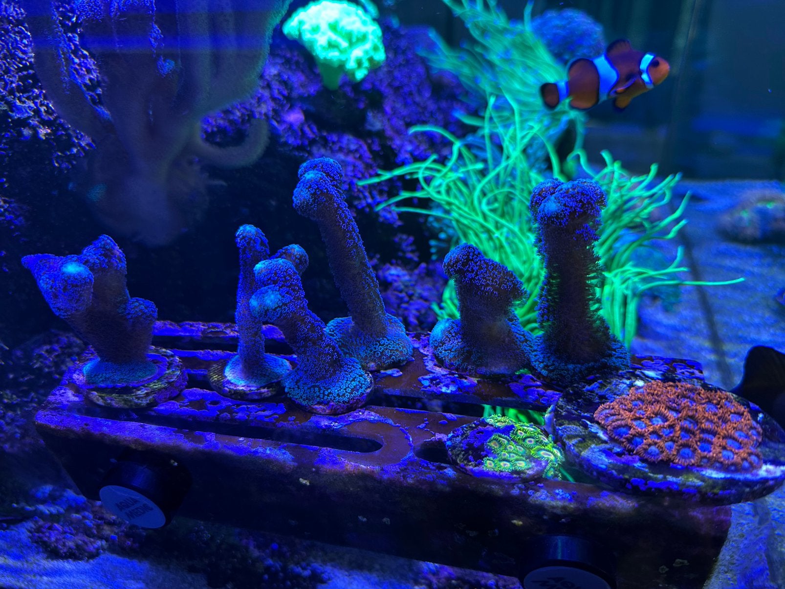 stylophora paars/blauw, Ophalen, Gevuld zeewateraquarium