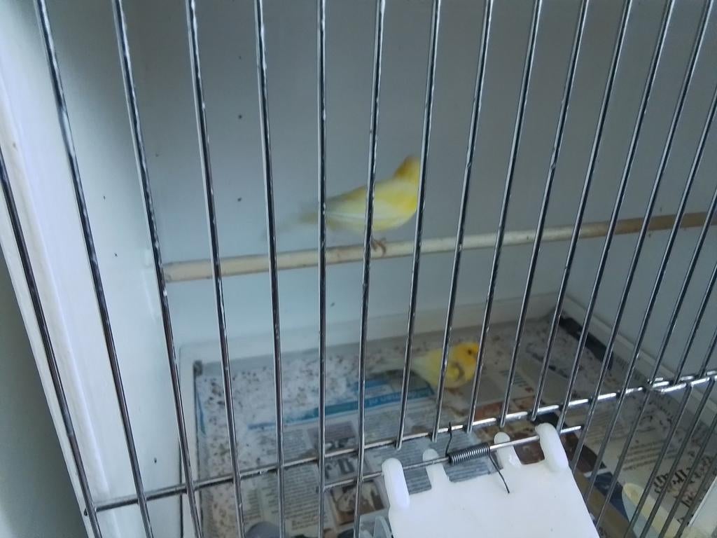 Dieren en Toebehoren