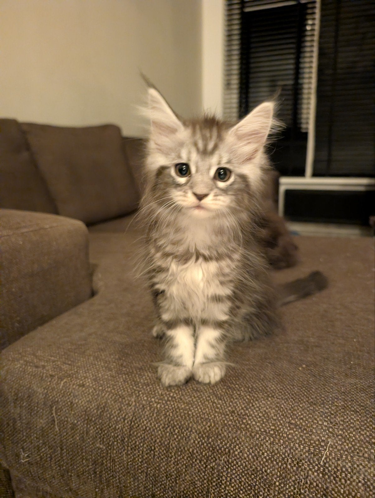 maine coon kitten, Dieren en Toebehoren, Poes, Ontwormd