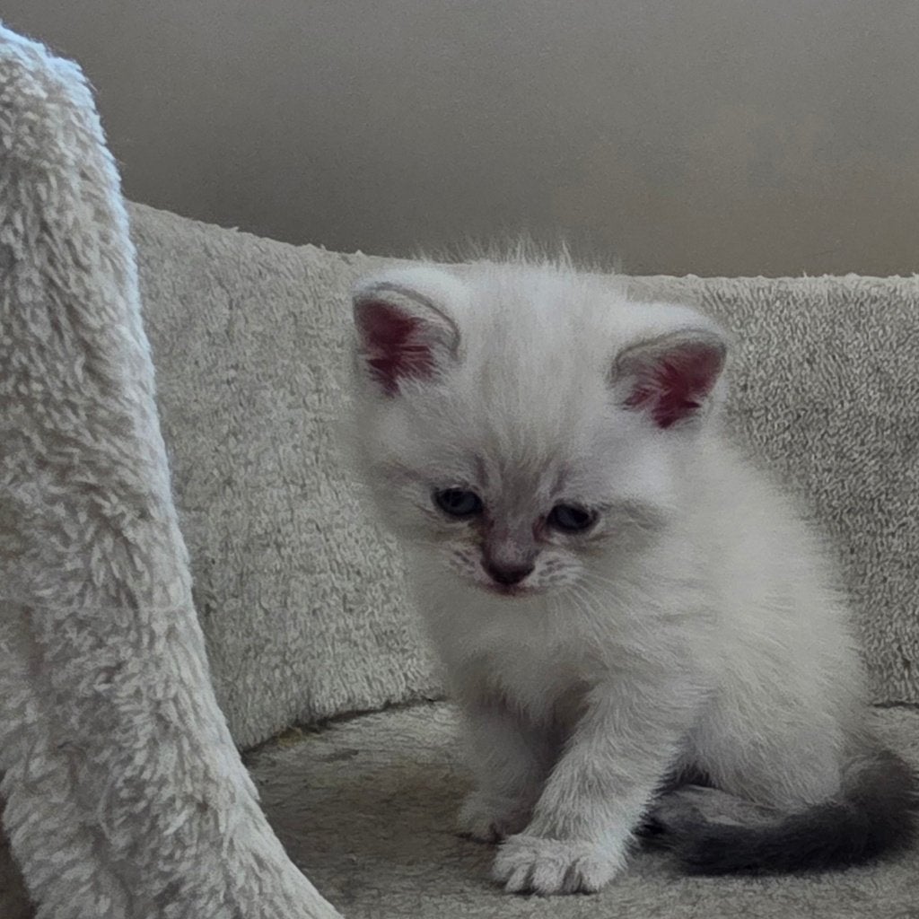 Britse korthaar kittens, Dieren en Toebehoren, Katten en Kittens | Raskatten | Korthaar, Meerdere dieren, 0 tot 2 jaar, Ontwormd