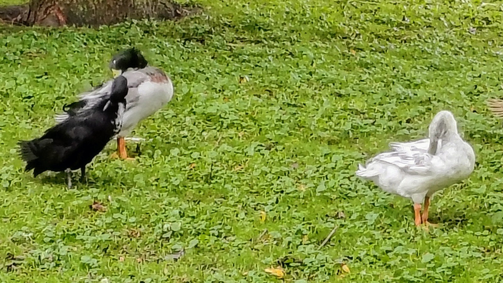 te koop jonge volgroeide loopeenden, Meerdere dieren, Eend
