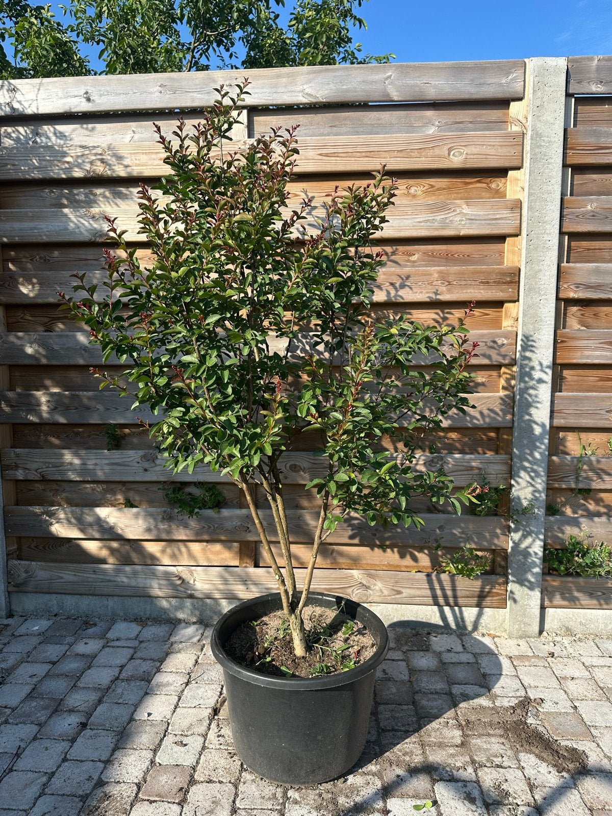 Lagerstroemia te koop - Prachtige Indische sering, Ophalen, Overige soorten, Struik, 100 tot 250 cm
