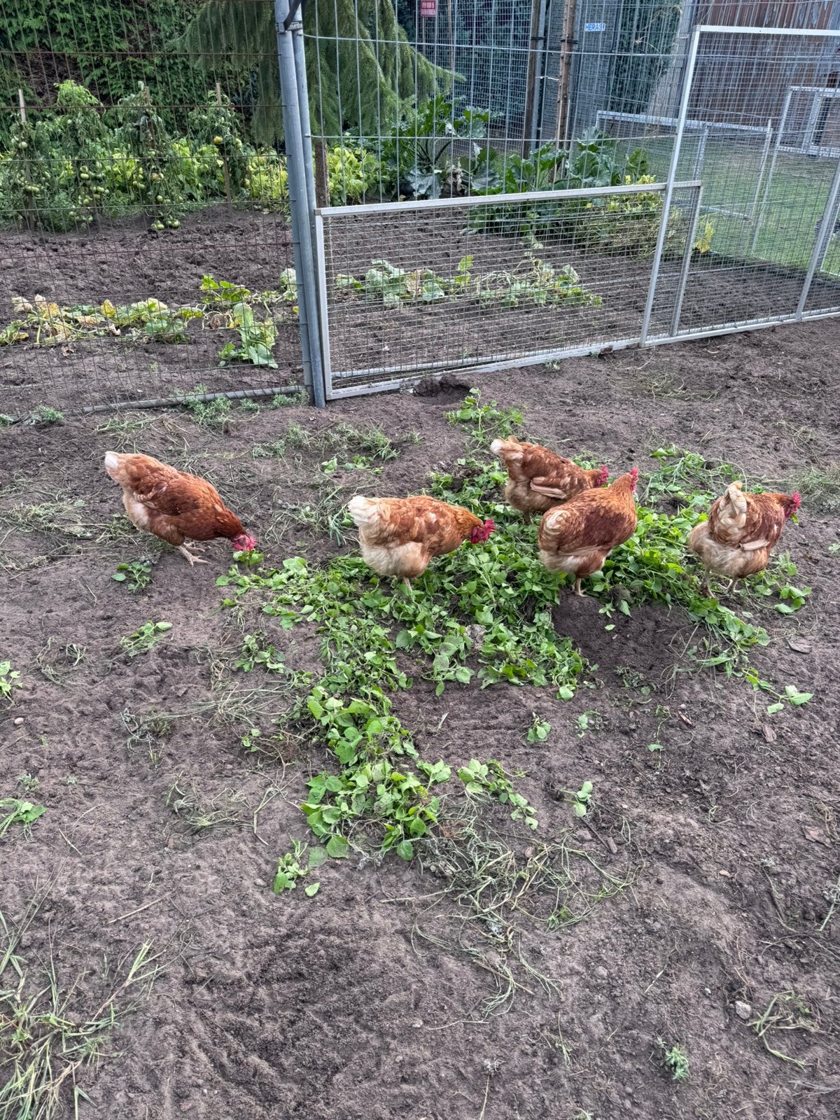 Te koop 5 legkippen, Dieren en Toebehoren, Pluimvee, Vrouwelijk, Kip