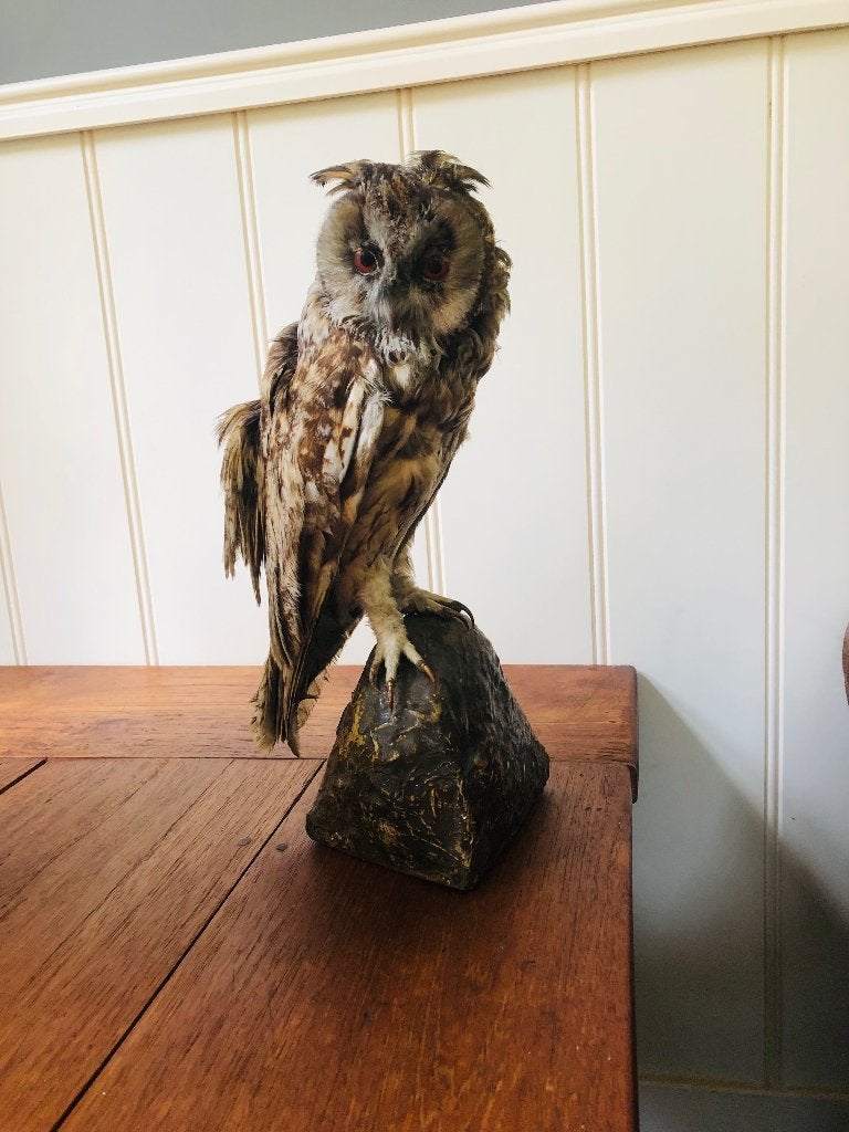 Taxidermie: opgezette ransuil, Verzamelen, Dierenverzamelingen, Ophalen of Verzenden, Gebruikt, Vogel, Opgezet dier
