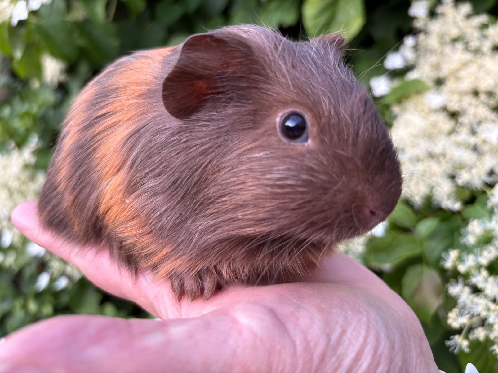 Jonge cavia beertjes beschikbaar voor koppeling, Cavia, April, Mannelijk, Tam