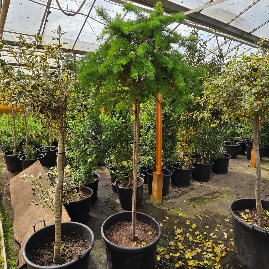 Japanse lariks Larix kaempferi, Ophalen, Bloeit niet, Overige soorten