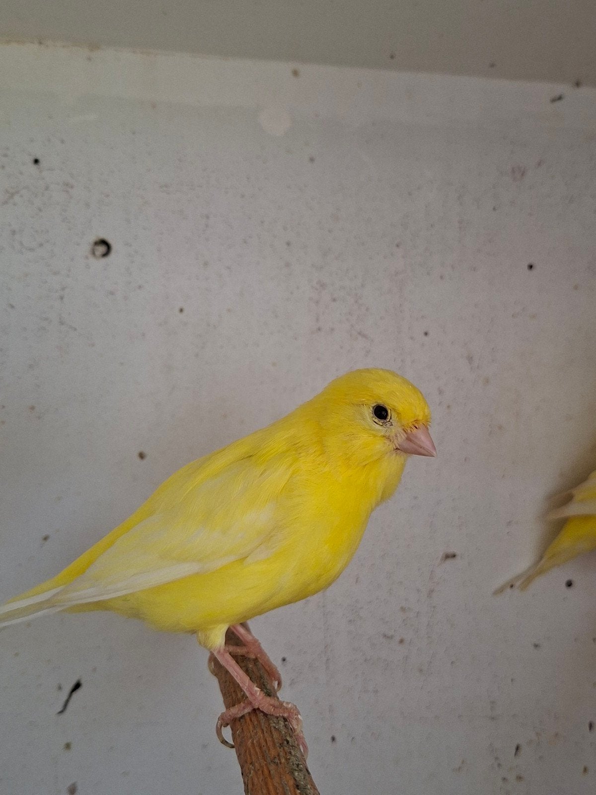 Kanarie pop, Dieren en Toebehoren, Vrouwelijk, Kleurkanarie