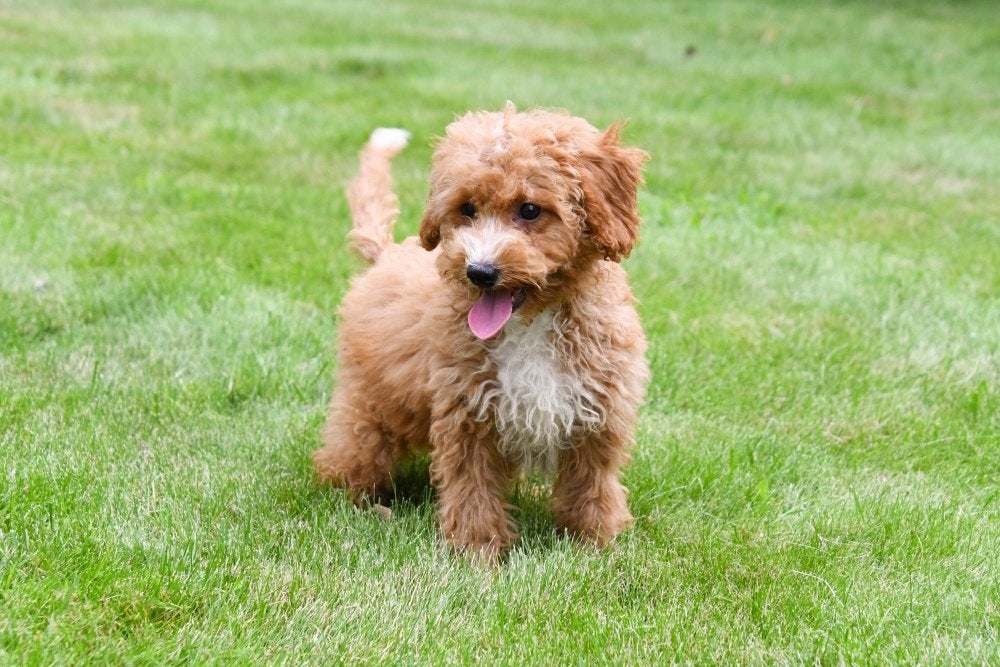 Maltipoo pups te koop, 15 weken tot 1 jaar, Overige rassen, Buitenland, Parvo