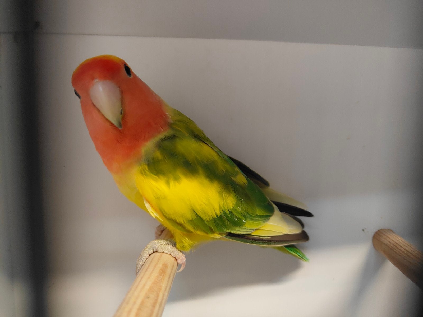 mooie Roseicolli,s, Dieren en Toebehoren, Vogels | Parkieten en Papegaaien, Mannelijk, Dwergpapegaai of Agapornis, Geringd
