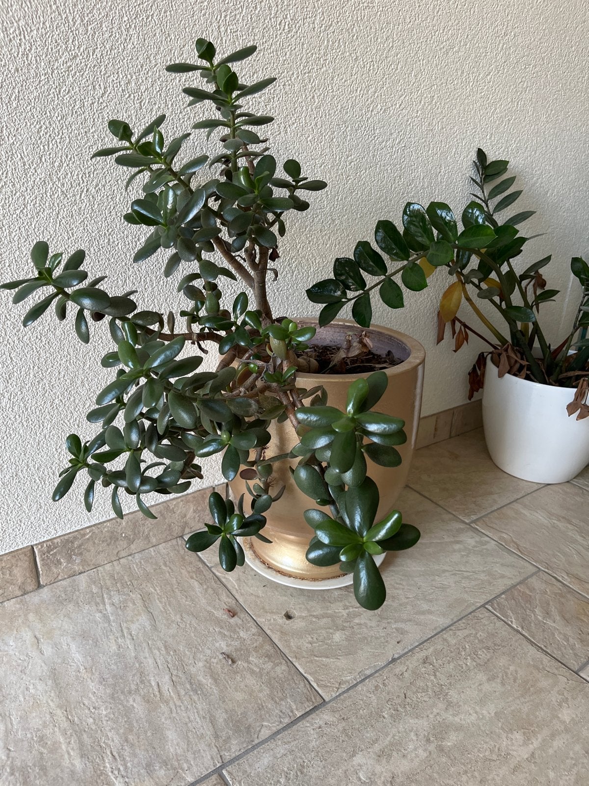 Grote gouden vaas met plant (Crassula Ovata), Ophalen, Overige materialen, Gebruikt, Inclusief decoratie