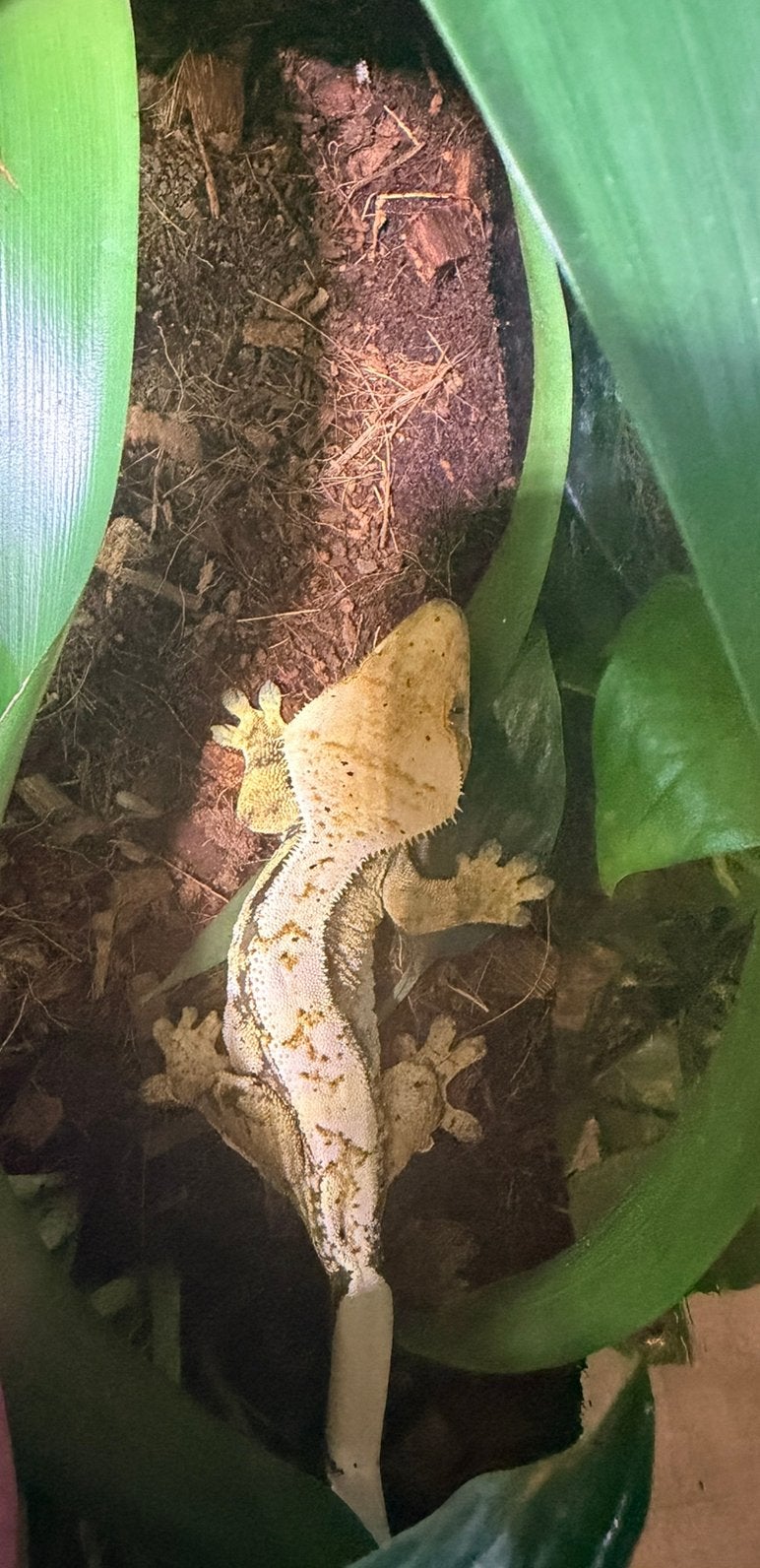 Wimpergekko vrouwtje Crested Gecko photo 6