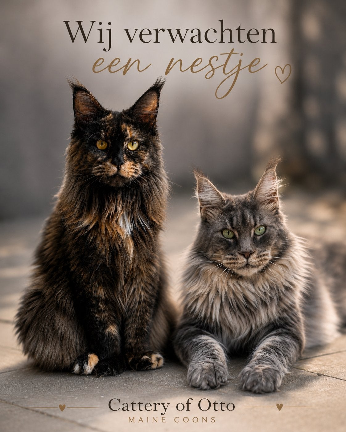 Verwacht Russische Maine Coon kittens, Dieren en Toebehoren, Katten en Kittens | Raskatten | Langhaar, Meerdere dieren, Ontwormd