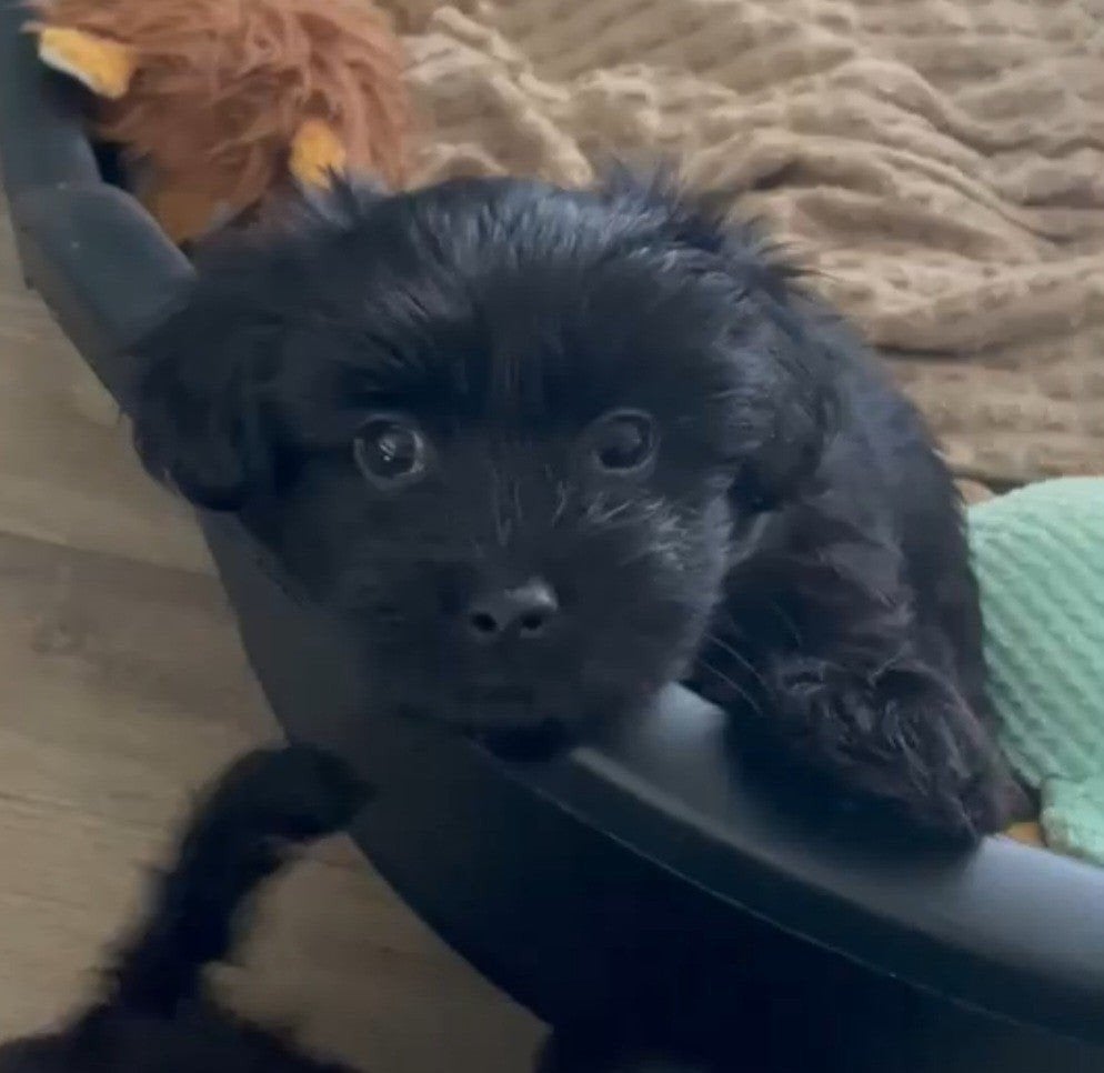Maltipoo pup, Dieren en Toebehoren, 8 tot 15 weken, Eén hond, Nederland, Particulier