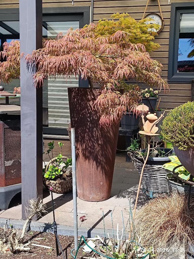Acer palmatum in Vorstbestendige sierpot., Bloeit niet, Overige soorten, Minder dan 100 cm, Ophalen