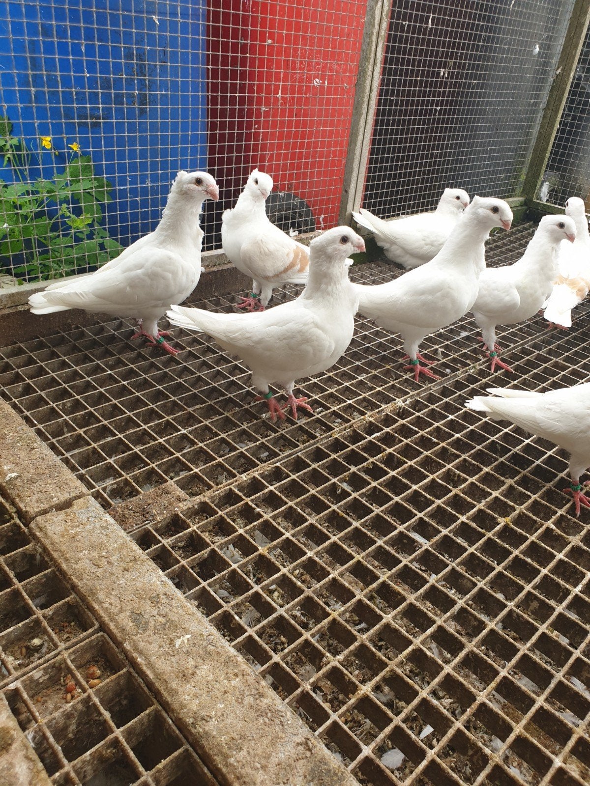witte oud Hollandse meeuwen te koop, Dieren en Toebehoren, Meerdere dieren, Overige soorten