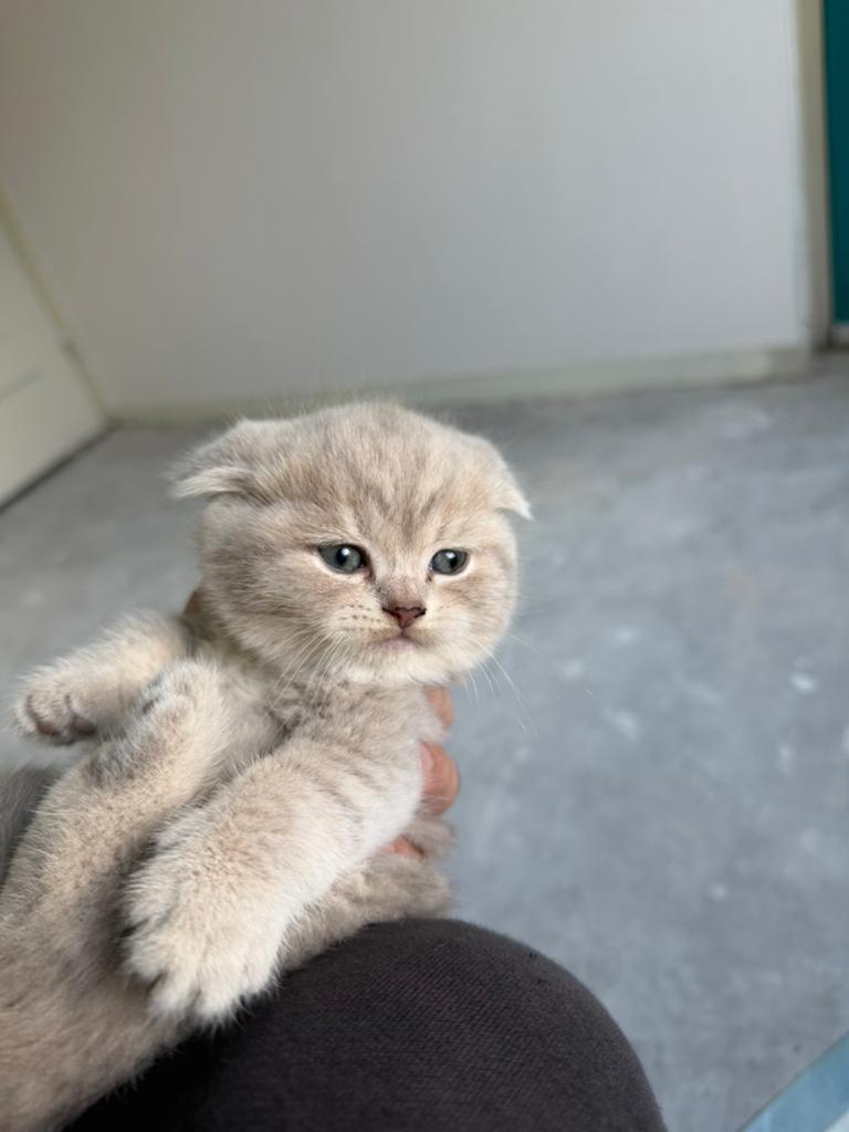 Brits korthaar, Poes, Ontwormd, 0 tot 2 jaar
