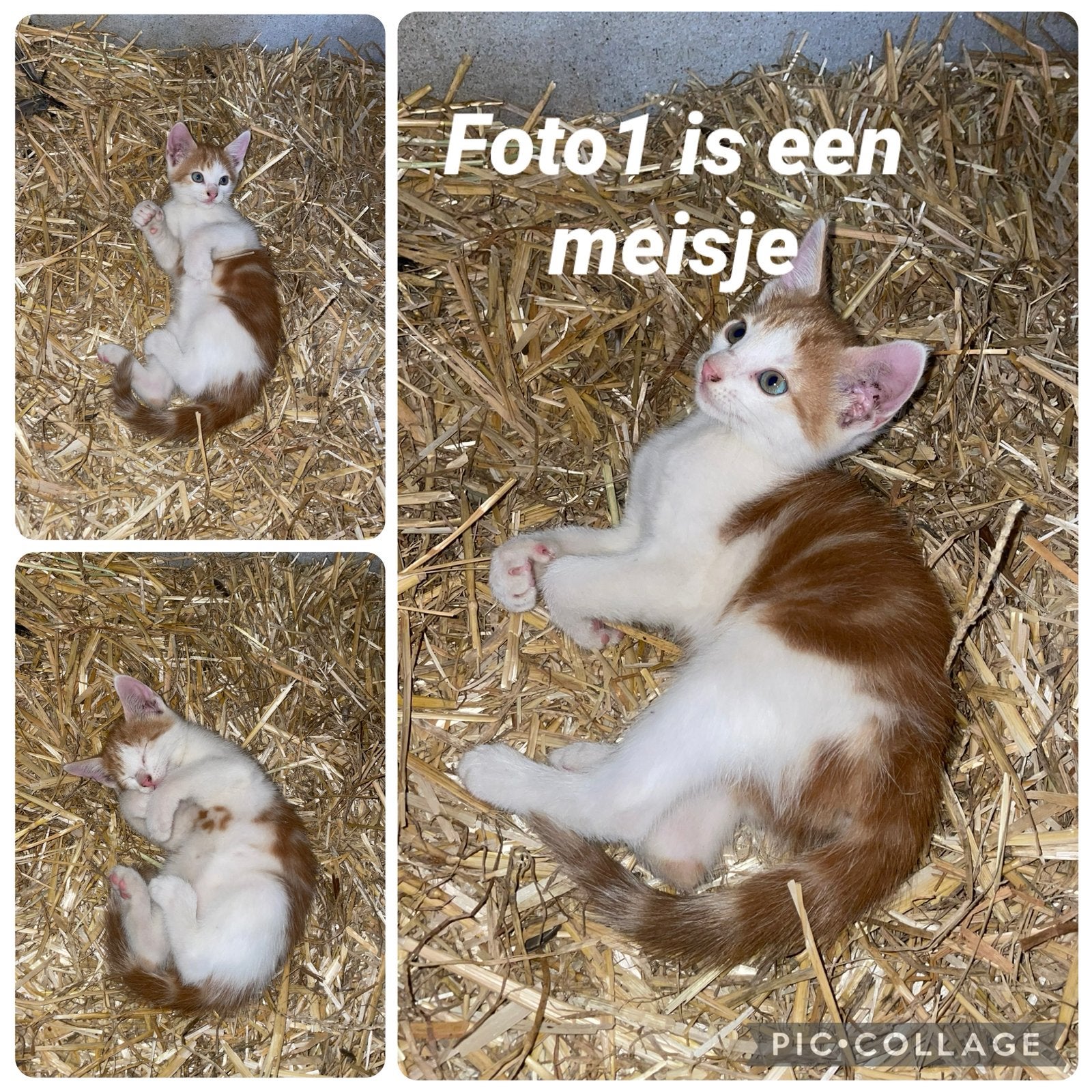 6 boerderij kittens te koop, Meerdere dieren