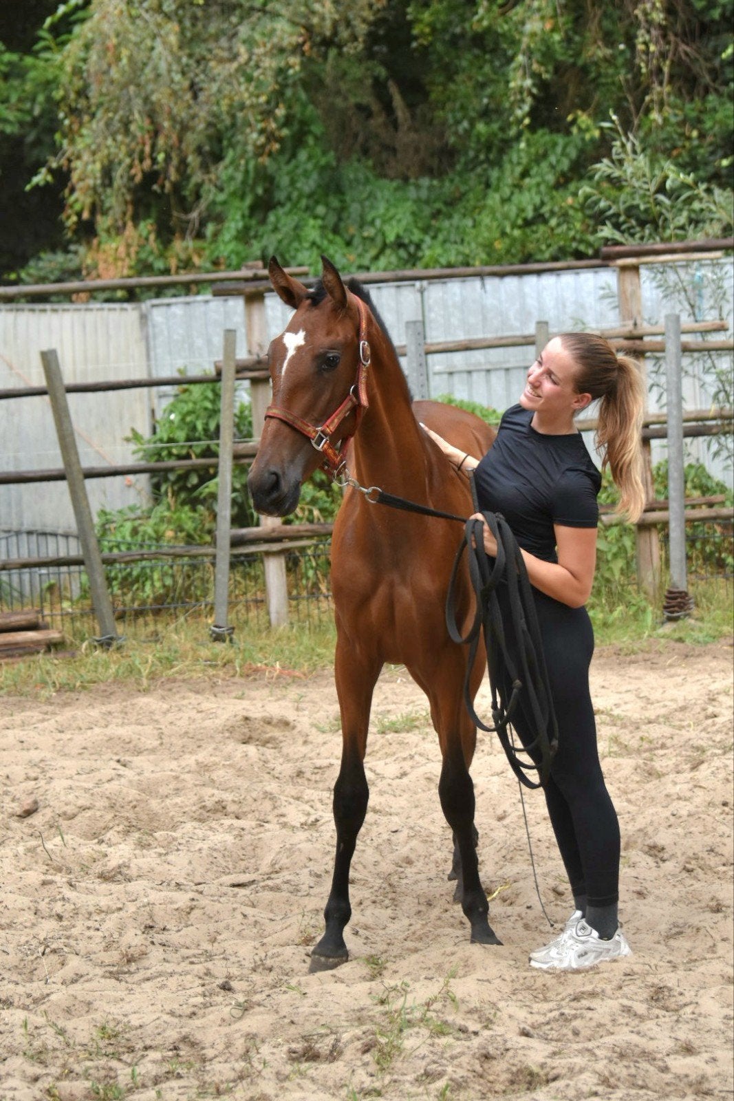 Foto 7 van jonge veelbelovende pre paarden ELITE PAPIEREN