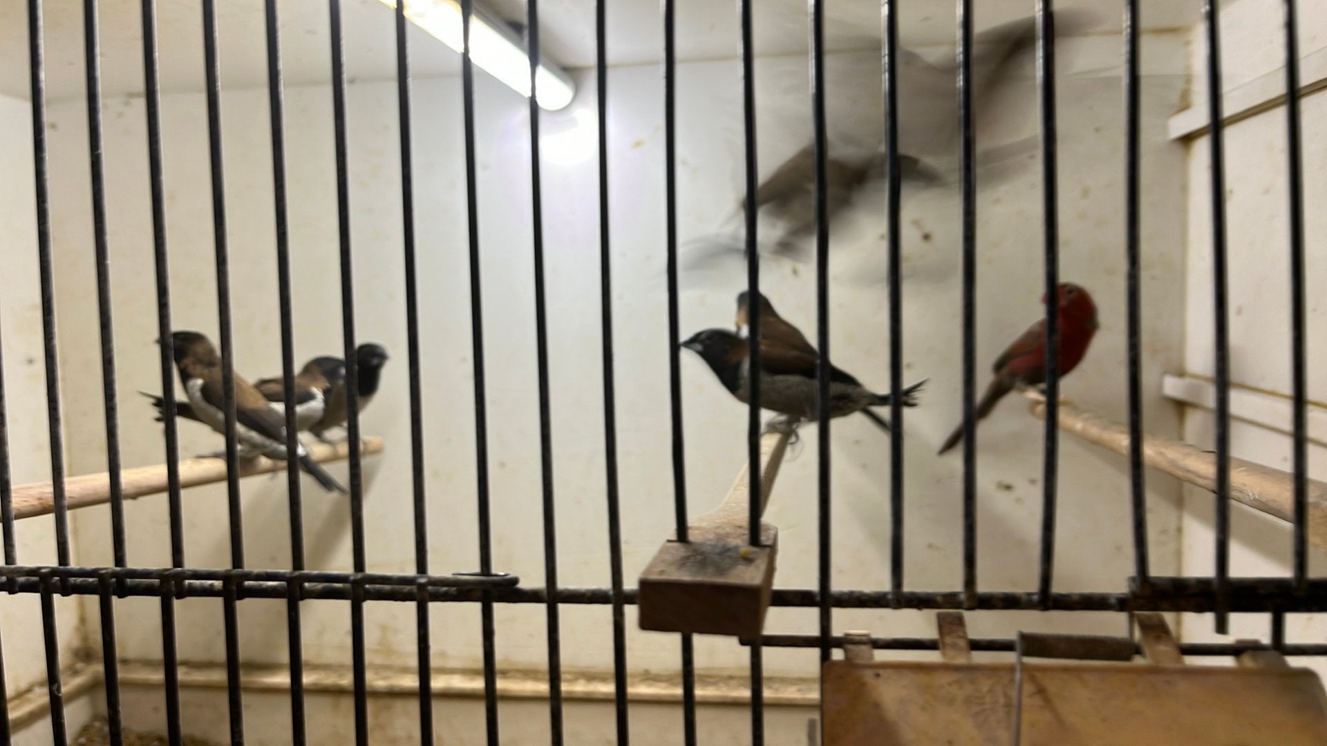 Molukse   bronzenmannen, Mannelijk, Tropenvogel, Geringd