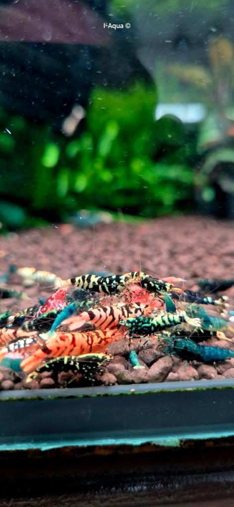 Foto 16 van Skittles caridina garnalen bezorging mix 10+5 gratis!